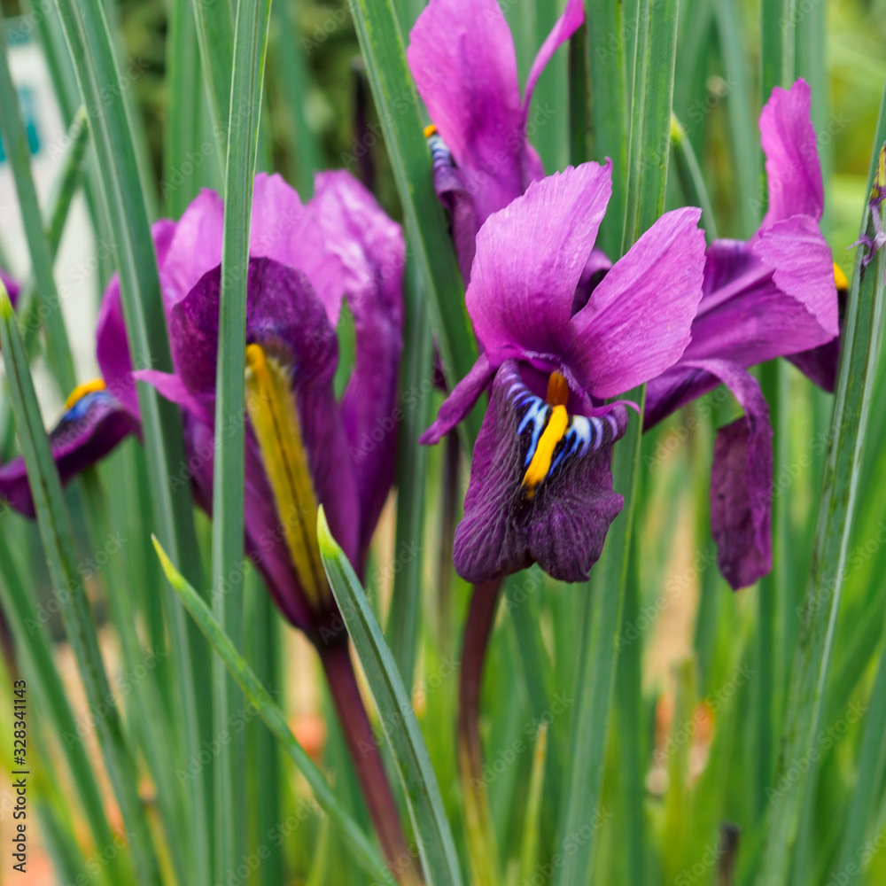 Tiny little purple and yellow iris flowers, variety Iris reticulata Purple Hill Tiny little purple and yellow iris flowers, variety Iris reticulata Purple Hill