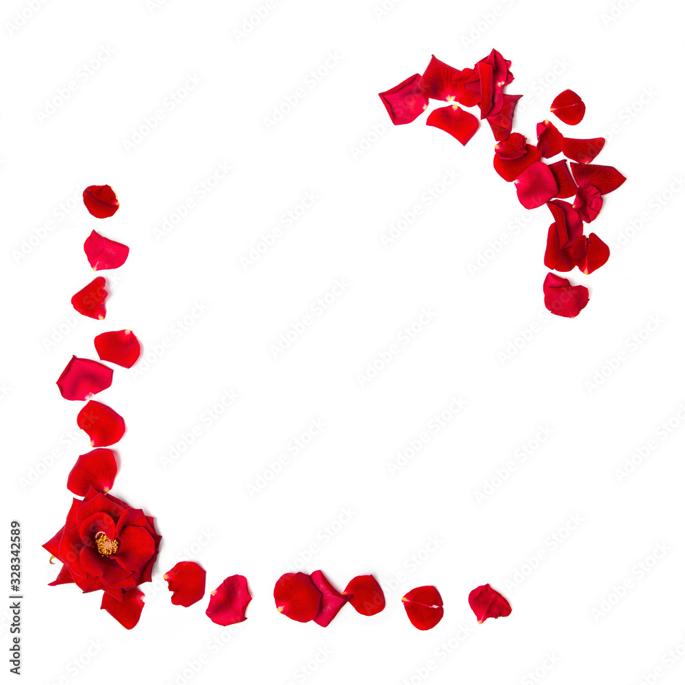 Frame of red roses and rose petals on a white isolated background. Element for decoration. Flat lay. Copy space.