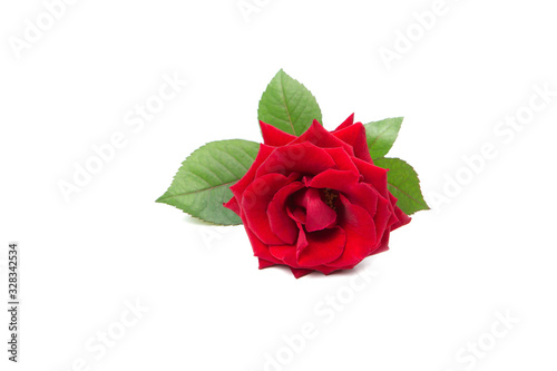Fototapeta Naklejka Na Ścianę i Meble -  Fresh red rose on a white isolated background.