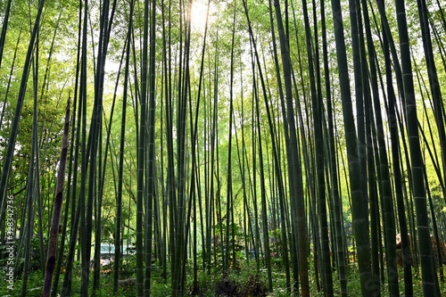 Green bamboo forest in Chinese garden