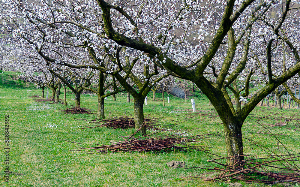 Pruning at a flourishing orchard