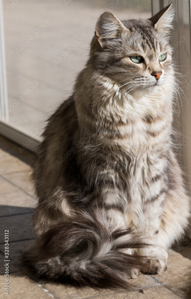 Long haired cat of siberian breed in relax in a garden