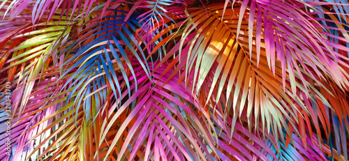 Colorful palm leaves for use as a background wallpaper in summer.
