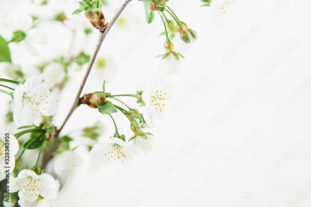 White flowering branch.White background.Copy space.Flowers background.