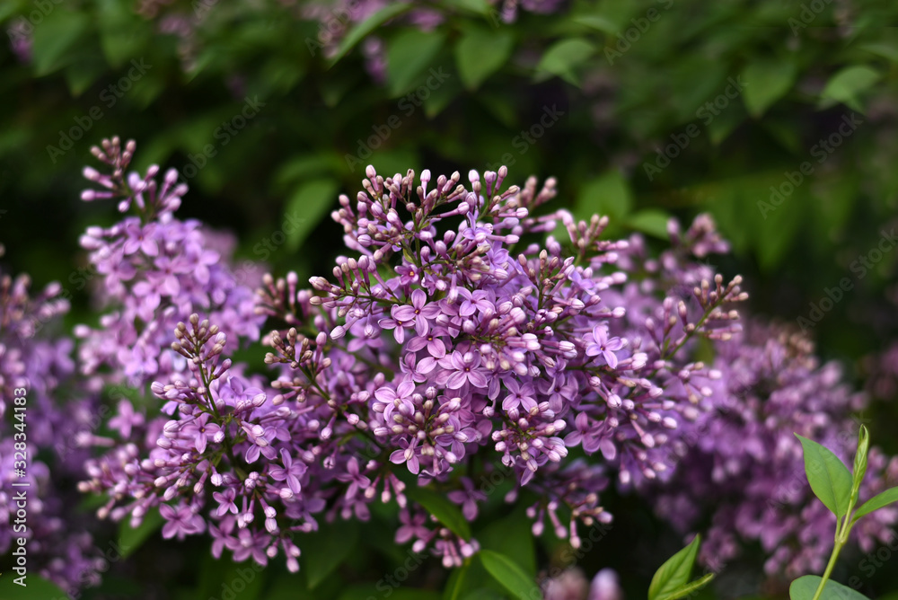 Branch of blooming lilac. Flowers of lilacs (Syringa vulgaris). Macro image of spring lilac violet flowers, abstract soft focus floral background. Branch of blooming lilac. Flowers of lilacs (Syringa vulgaris). Macro image of spring lilac violet flowers, abstract soft focus floral background.