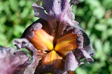 Iris flower bud inside and petals