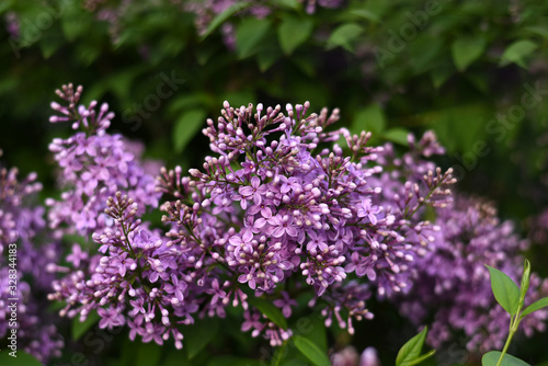 Branch of blooming lilac. Flowers of lilacs  Syringa vulgaris . Macro image of spring lilac violet flowers  abstract soft focus floral background.