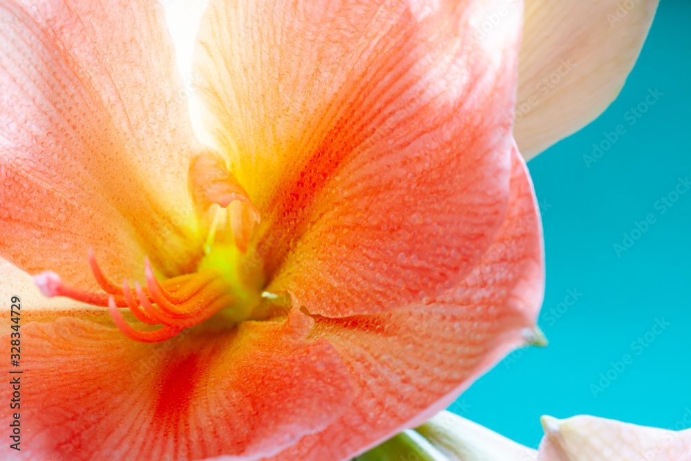 Wet pastel orange Amaryllis flower bloom close up. Floral abstract macro