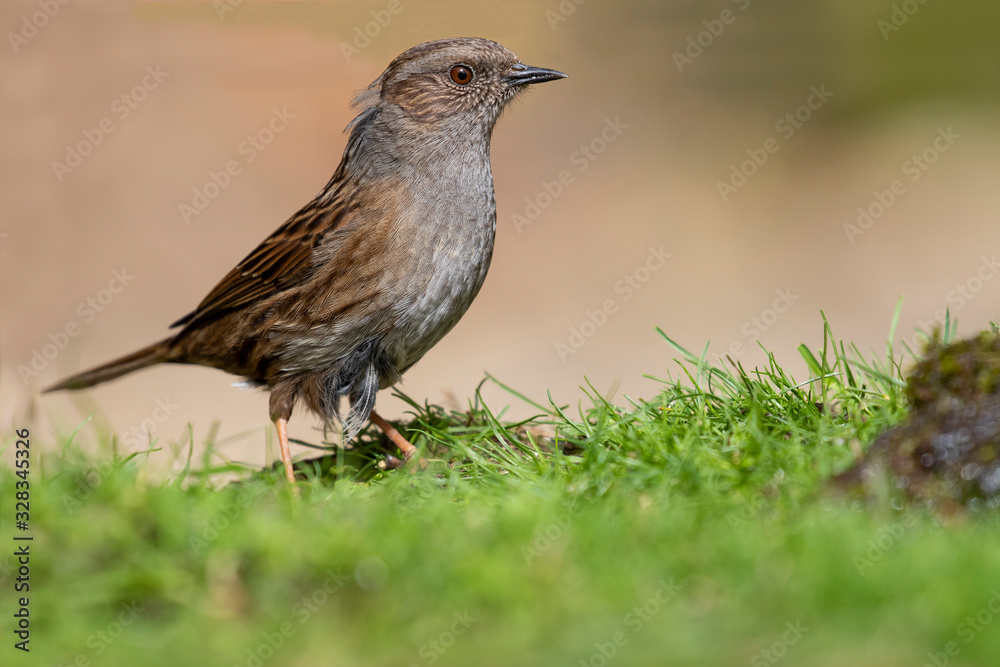 Obraz premium Prunella modularis (Dunnock) perched in the grass on a light background out of focus.