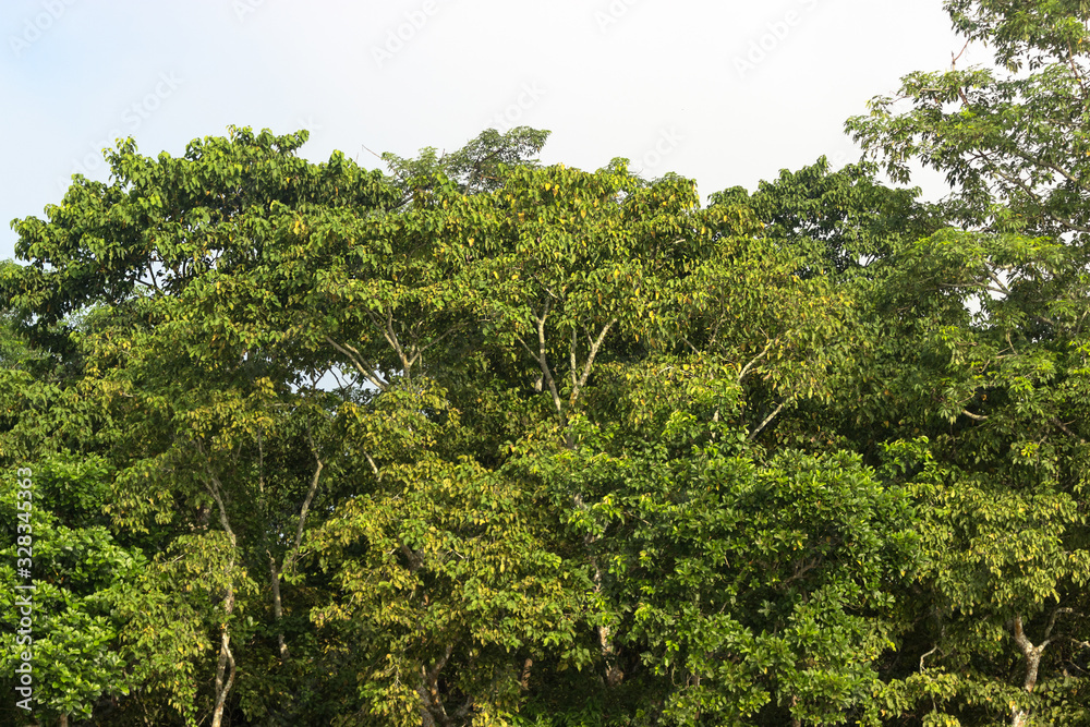 green crowns of trees under the sun in the national Park. suitable for background