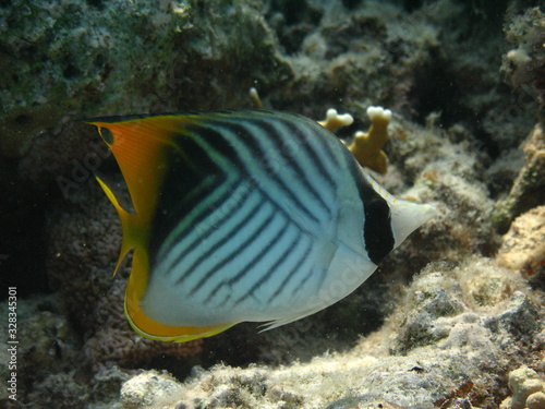 Underwater world - Threadfin butterflyfish on the bottom of a coral reef.