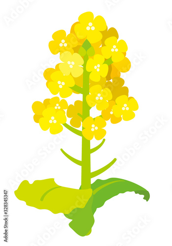 菜の花　ベクターイラスト