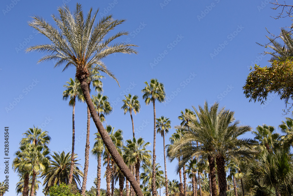 Plants in Marrakesh City in Morocco