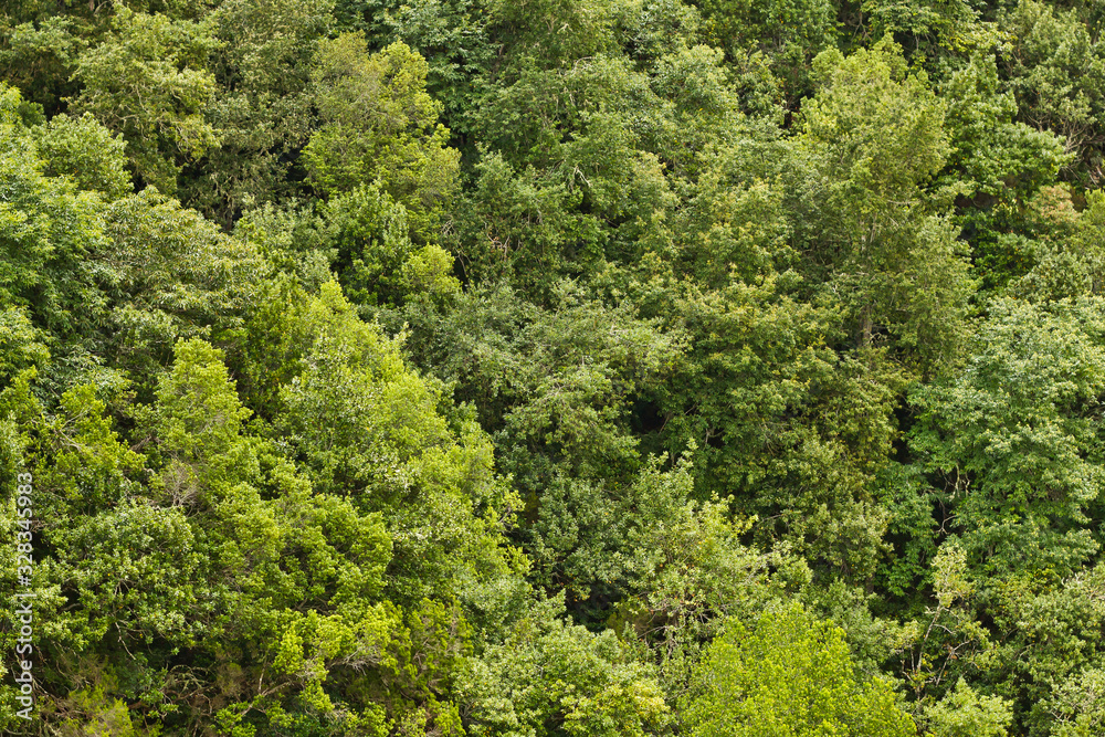 Forest top view background. Green aerial nature texture. Panoramic treetop pattern. Woods from above.