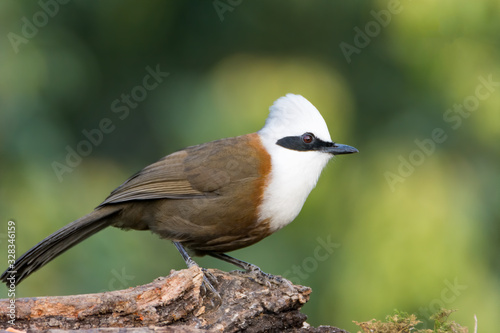 White crested laughingthrush