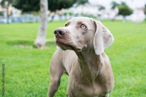 Portrait of a beautiful Weimaraner breed dog isolated on green grass background.