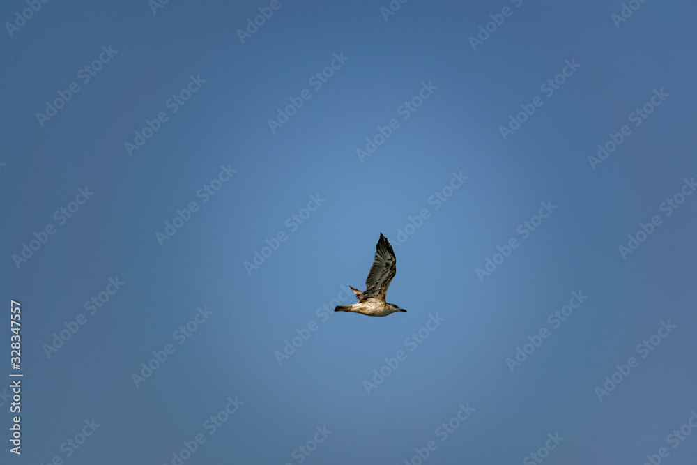 Nimble and fast black sea gull flies high and low against the blue sky, free and wild nature in the fresh air for a bird of prey Nimble and fast black sea gull flies high and low against the blue sky, free and wild nature in the fresh air for a bird of prey
