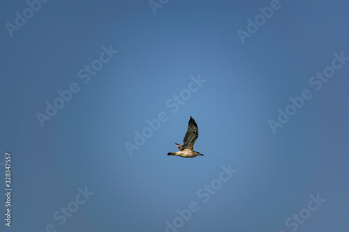Nimble and fast black sea gull flies high and low against the blue sky, free and wild nature in the fresh air for a bird of prey