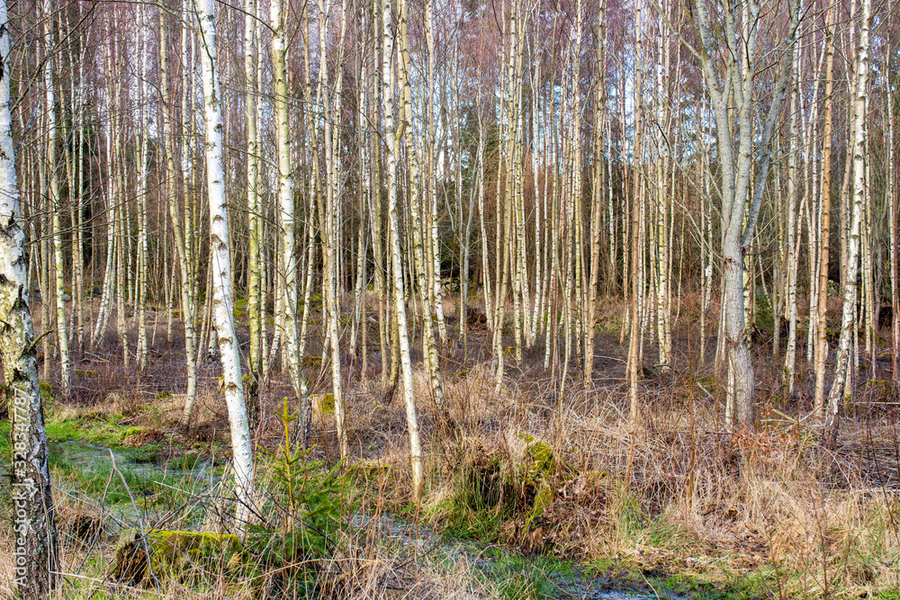 Fototapeta premium forest in autumn