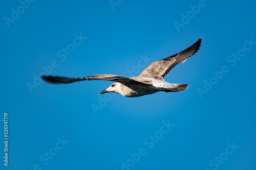 Nimble and fast black sea gull flies high and low against the blue sky  free and wild nature in the fresh air for a bird of prey