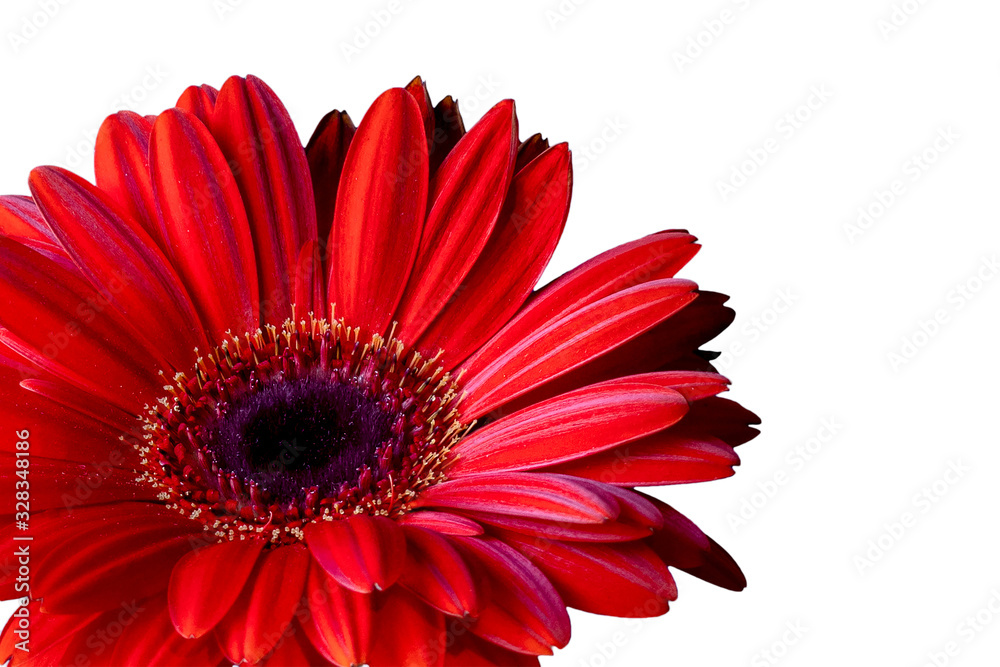 Red gerbera flower top close-up. Cut image. Copy space.