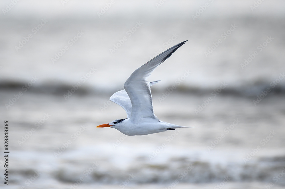Tern on the shore Tern on the shore