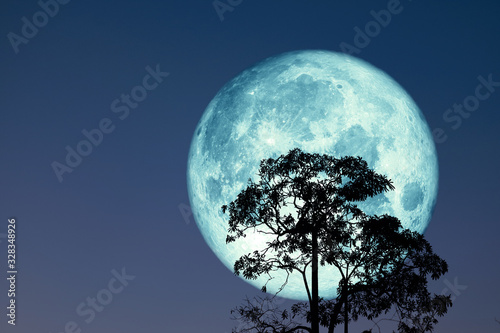 super full harvest moon on night sky back silhouette tree and cloud