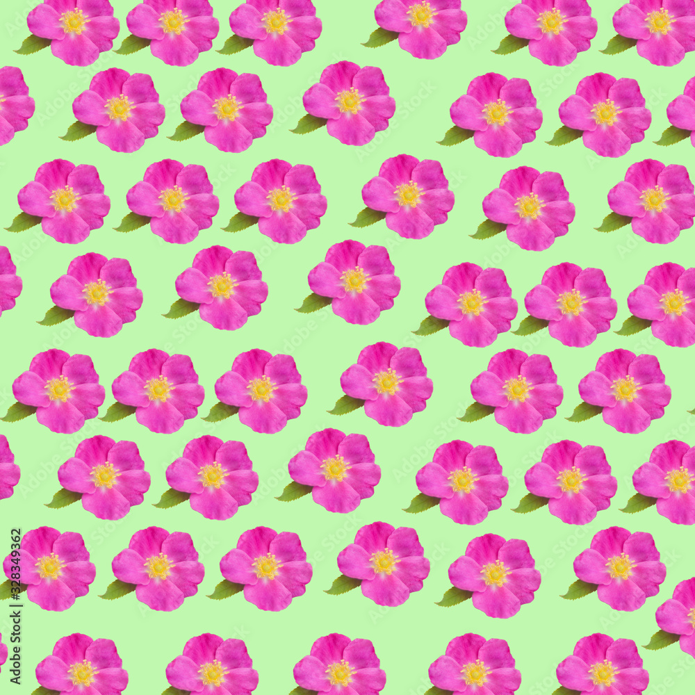 Flowers of dog-rose rosehip pattern background texture Flowers of dog-rose rosehip pattern background texture