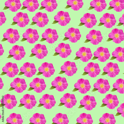 Flowers of dog-rose rosehip pattern background texture