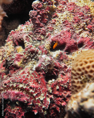 Underwater world - Pink reef stonefish with a small fish at the gills. photo