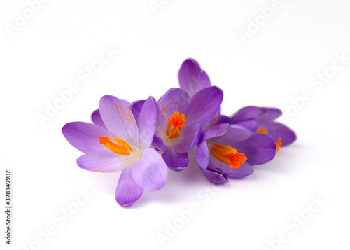The composition of the first spring flowers. Blue crocuses isolated on a white background.