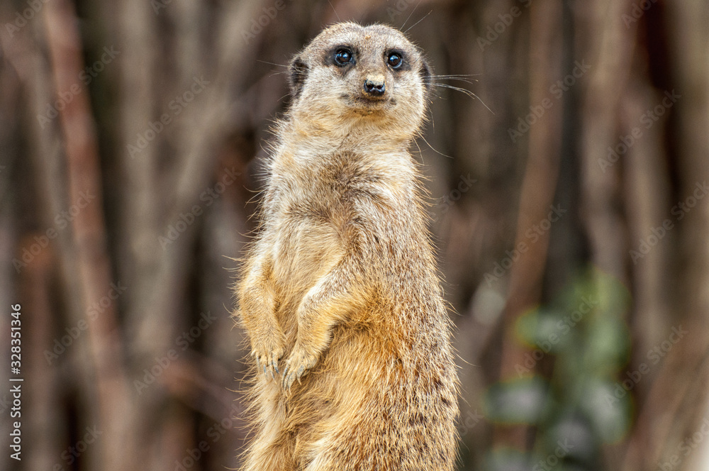 Fototapeta premium Erdmännchen