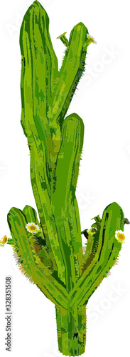 green cactus plant puas photo