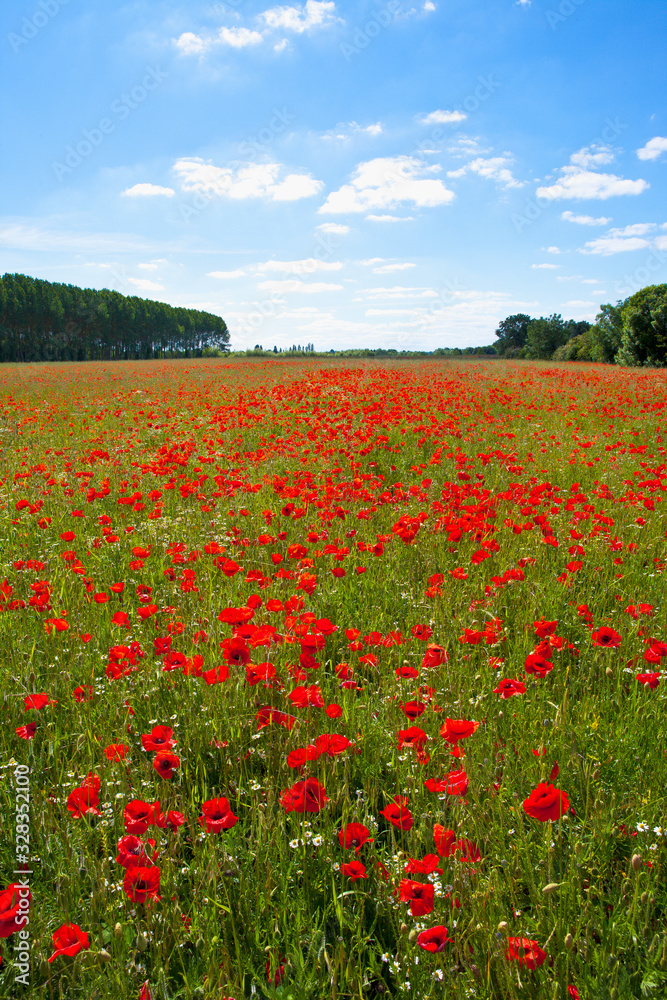 Champ de coquelicots en campagne au printemps.