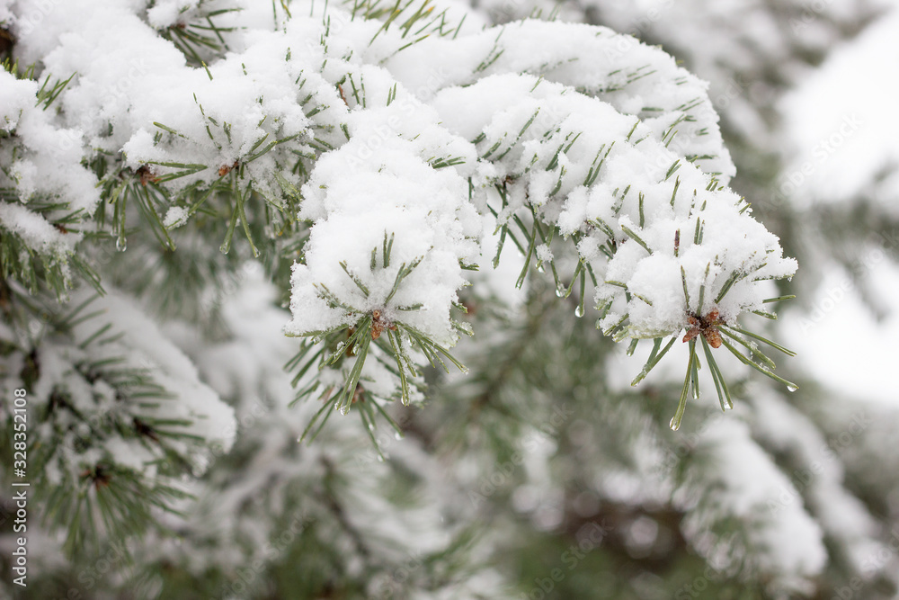 pine branches in snow, pine forest