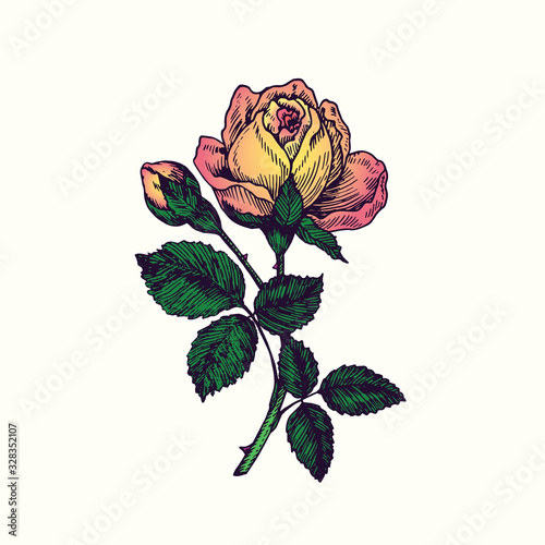 Rose yellow-pink flower, stem with thorns, leaves and blosom, hand drawn doodle, drawing in gravure style, sketch illustration, design element