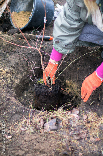 tree planting and hilling of sapling in the ground on the farm