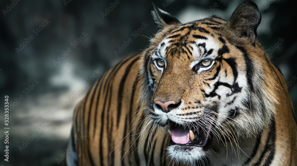 Naklejka premium Close-Up tiger.