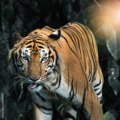 Photos of tiger naturally.