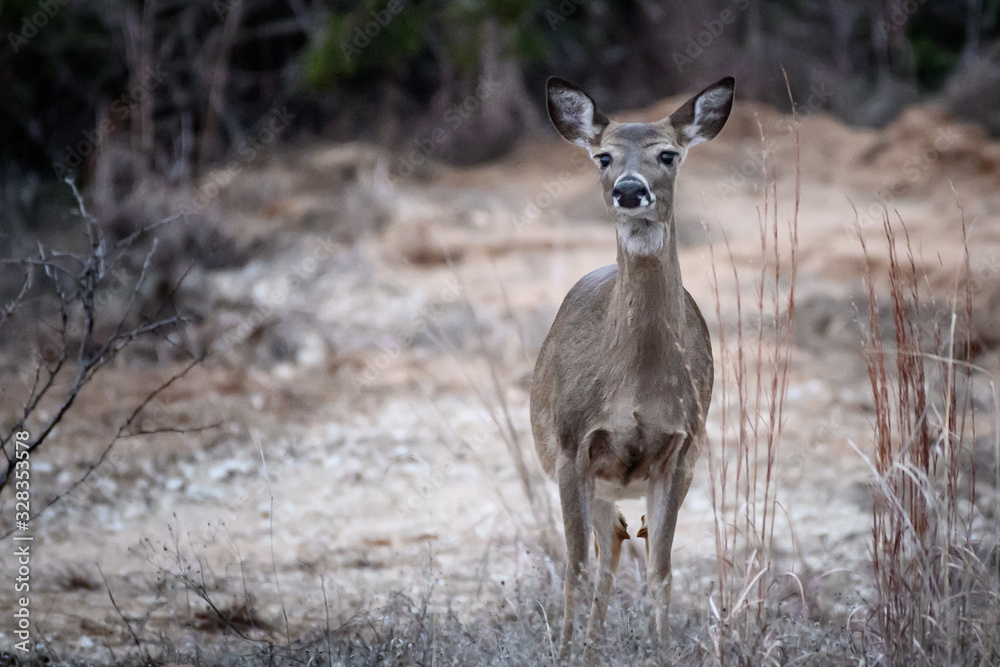 Inquisitive Whitetail Doe Inquisitive Whitetail Doe