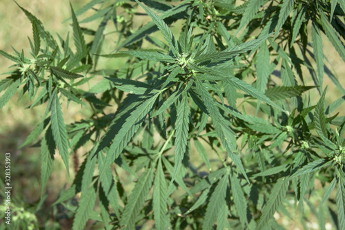 Wild hemp in nature. Marijuana plants with bud and leaves.