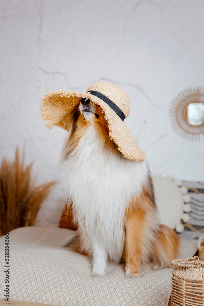Fototapeta premium The Rough Collie dog at home. Dog inside