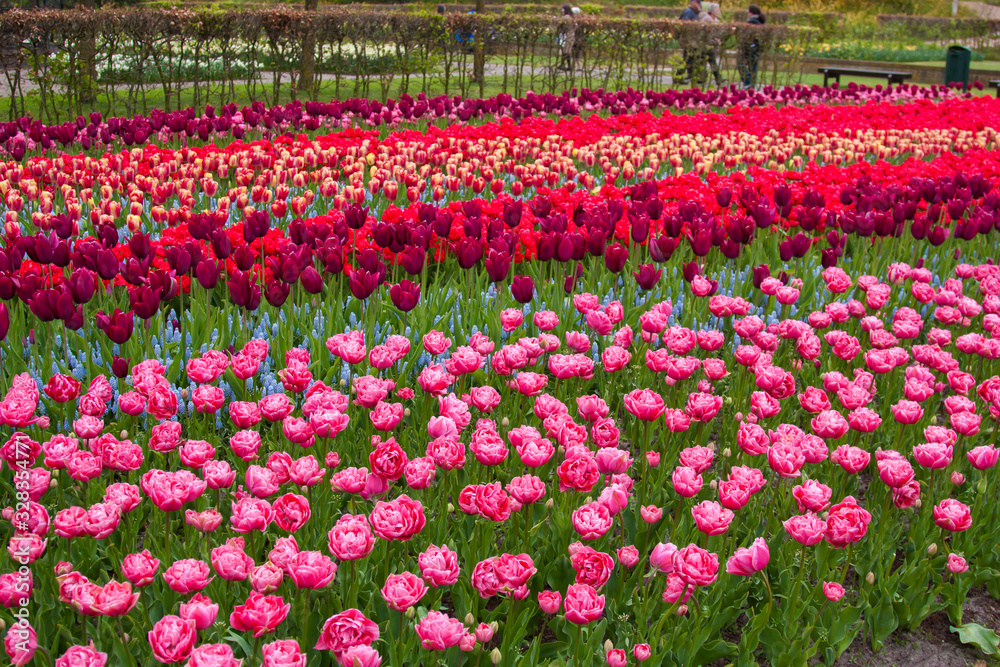 Beautiful tulips, background of blurry tulips in a tulip flowers garden. Nature