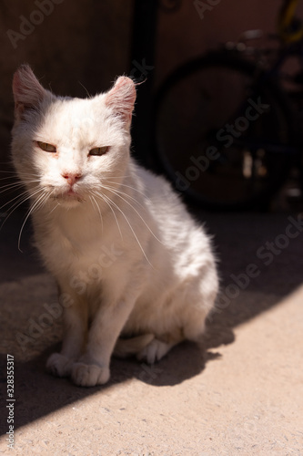 White cat © Jason Lovell