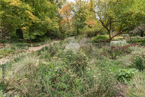 Natural wild garden. Big variety of bushes and trees