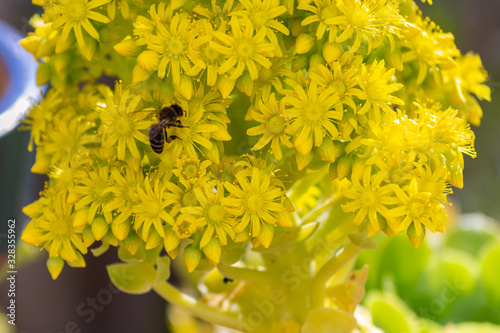Detail of european or western honey bee pollinating on yellow flowers with warm sunlight on spring afternoon. Bees working on yellow and green flowers. Climate change concept. Pollen allergy.