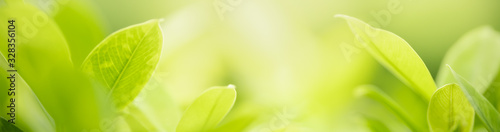 Close up beautiful nature view green leaf on blurred greenery background under sunlight with bokeh and copy space using as background natural plants landscape, ecology cover concept.