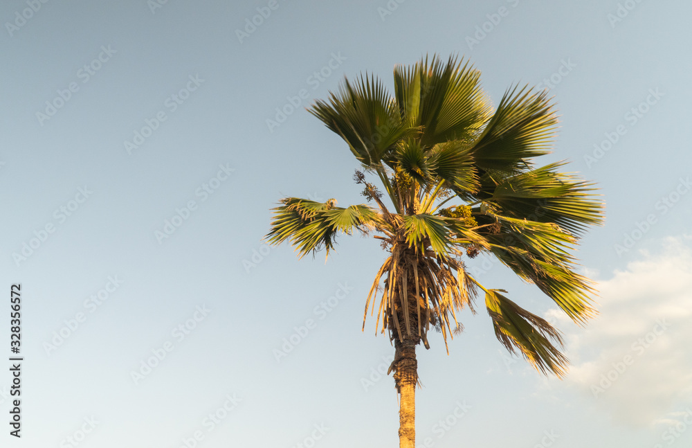 Fototapeta premium palmera a medio dia cerca a la playa