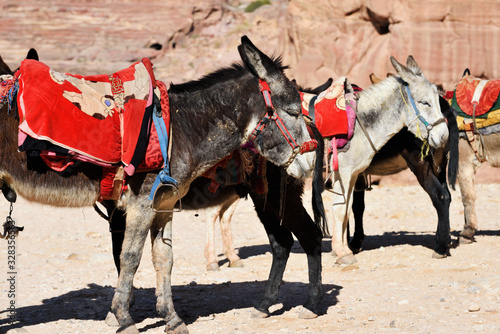 Donkeys waiting tourists for riding at Petra Canyon