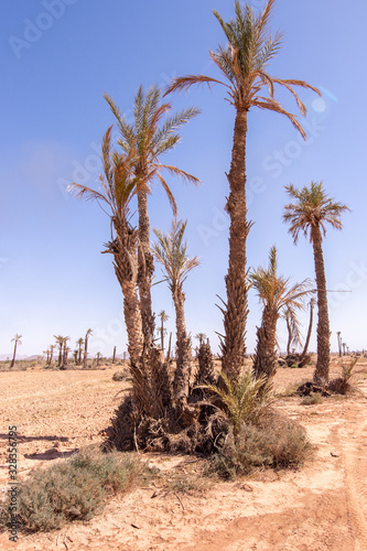 Palm trees in Morocco